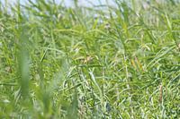 Rietveld met Kleine Karekiet