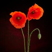 Poppies