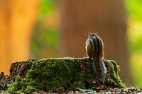 Sibirisches Erdhörnchen auf der Suche