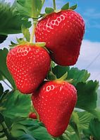 Fraîcheur du jardin