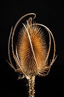 De grote kaardebol, over scherp gesproken III