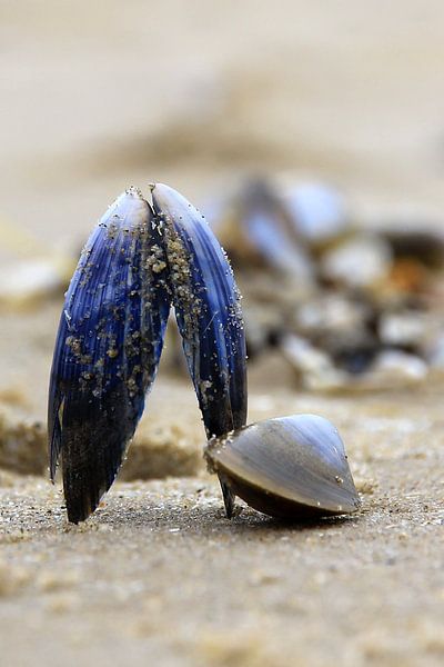 Balerina von Fred Vester