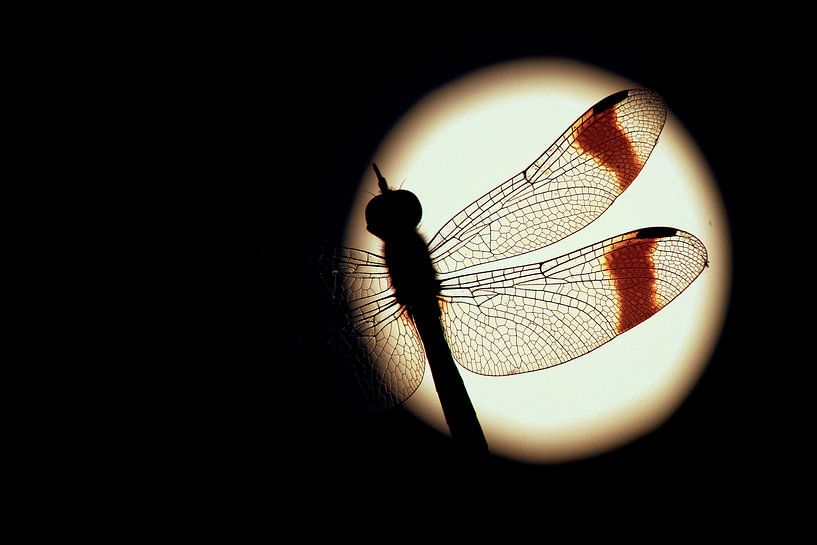 Libel tegen een volle maan par Simon Hazenberg