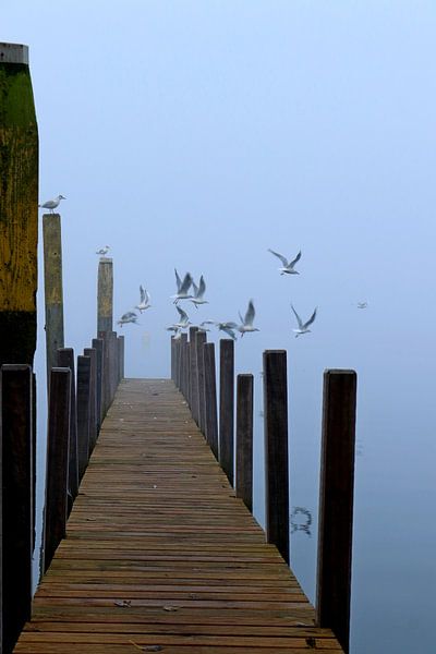 Steiger  von Marcia Bergsma