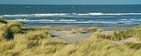 Westland dunes overlooking the North Sea beach