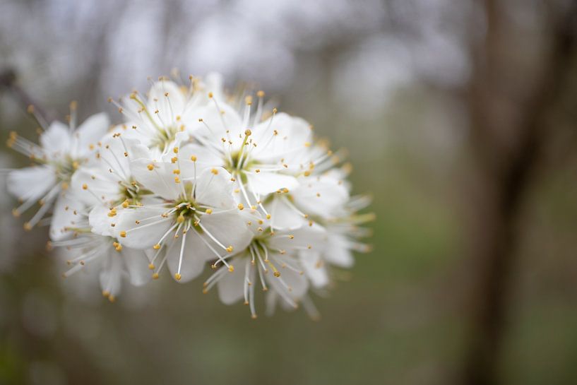 White blossom by By Karin