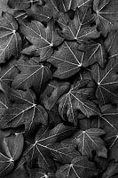 Ivy leaves in black and white composition
