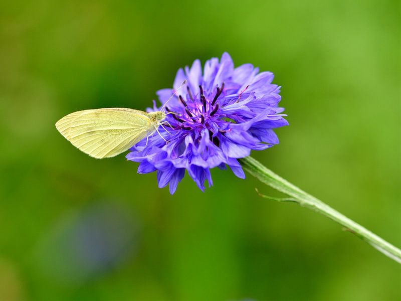 Zitronenfalter auf Kornblume von Juergen Braun
