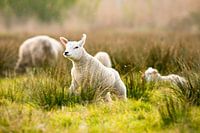 Agneaux au printemps