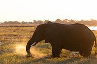 Namibia & Botswana Wildtier-Safari