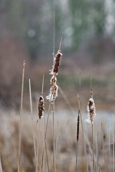 Lisdodde von John Kerkhofs