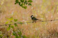 Vogel auf Stacheldraht