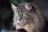 Maine coon Neko