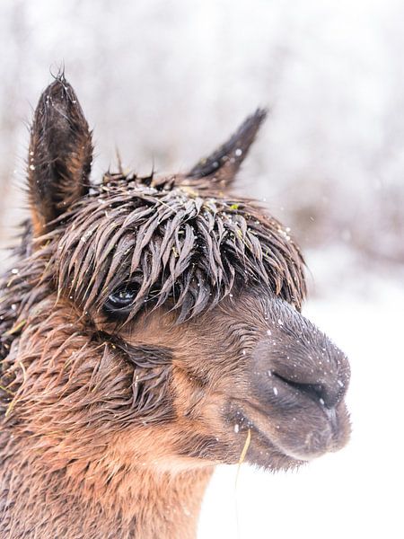 Schau mir in die Augen von Denis Feiner