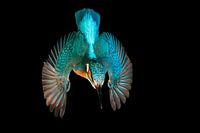 Kingfisher photographed in the Throw