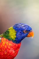 Die schönen Farben einer Lori