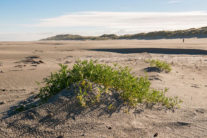 Plantje Zeeraket op Noordzeestrand van Terschelling von Tonko Oosterink