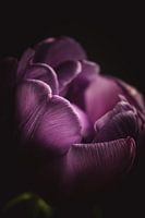 Purple petals