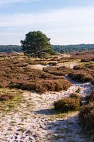 Autumn in the dunes of Schoorl