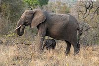 Photos taken during our three-week tour of South Africa