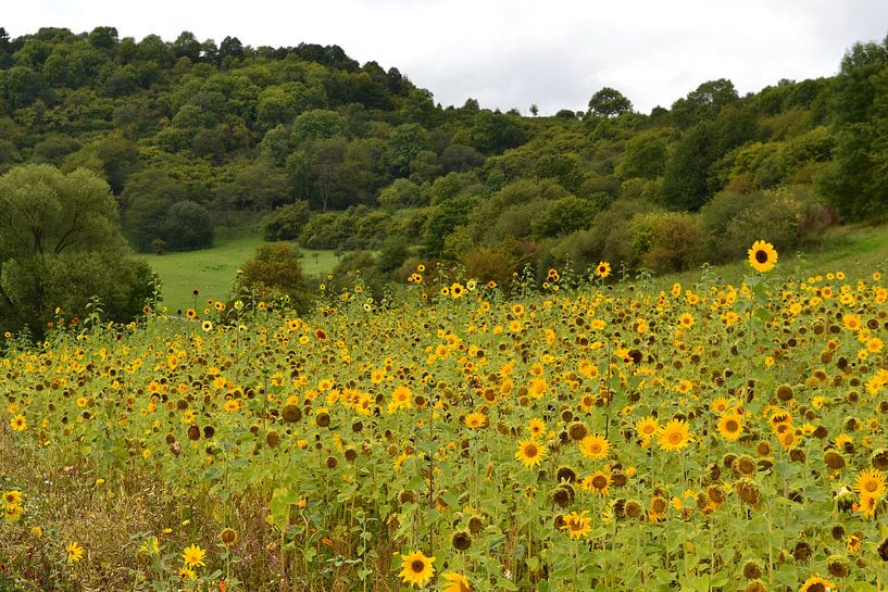 Schalkenmehren, Germany, Eifel: Sunflowers by Bernard van Zwol