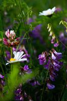 Wild blühende Frühlingsblumen | Stillleben Naturfotografie