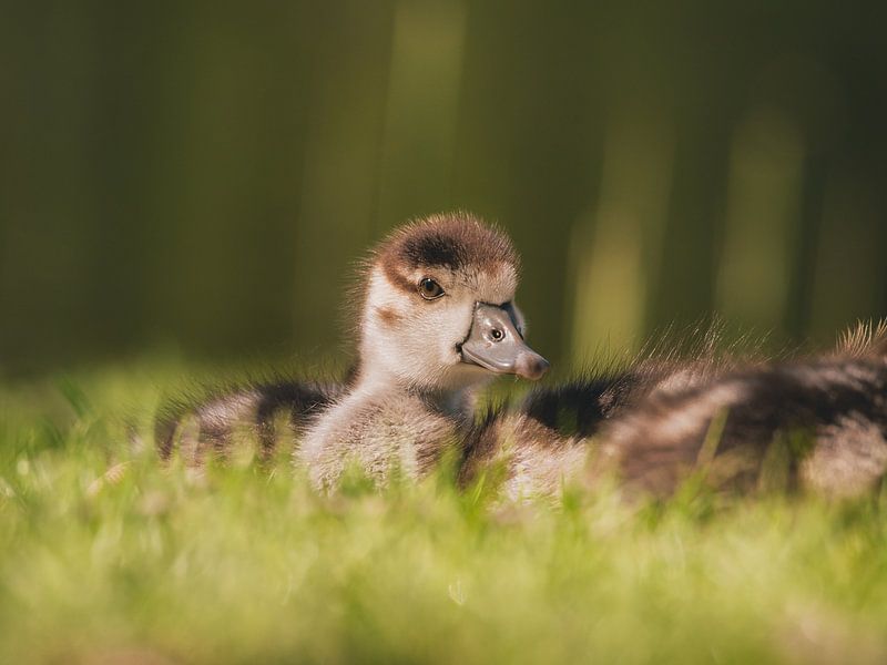 Ganzenkuiken by Chris van Keulen