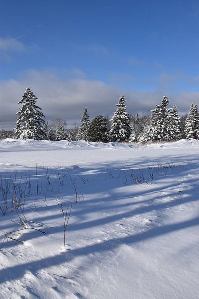 Ein Wald im Winter von Claude Laprise