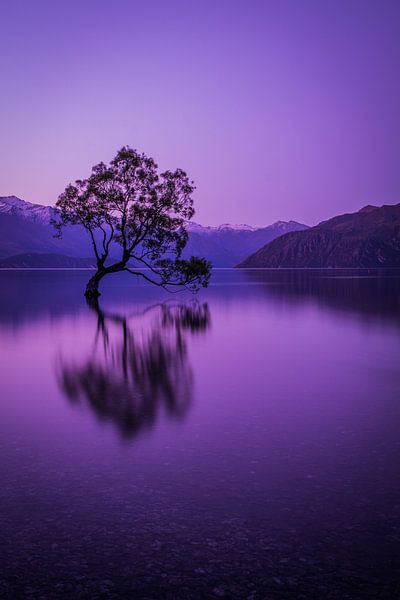Wanaka Tree in de avond van Rick Willeme