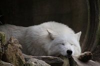 Loup de la baie d'Hudson endormi