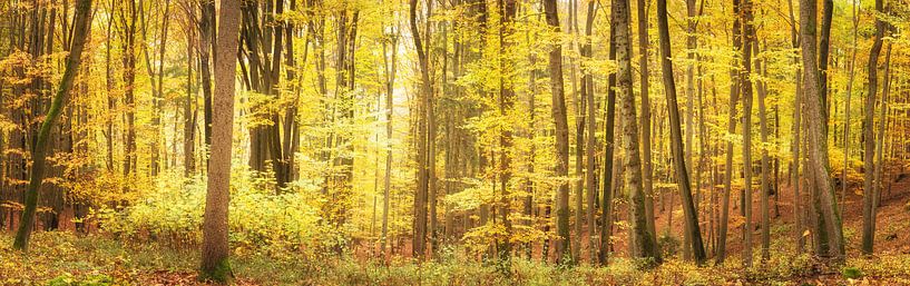 Bright autumn forest in the panorama by Tobias Luxberg