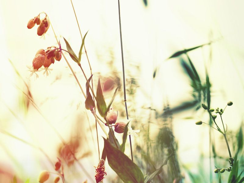 In the meadow 1 von brava64 - Gabi Hampe