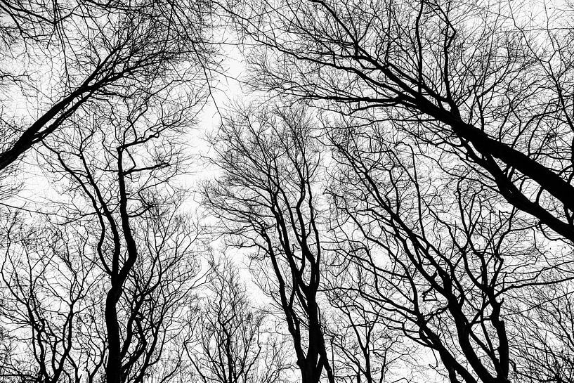 Winterwald von Rogier Vermeulen