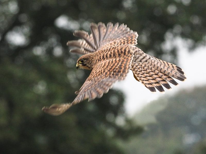 Raubvögel der Turmfalke von Loek Lobel