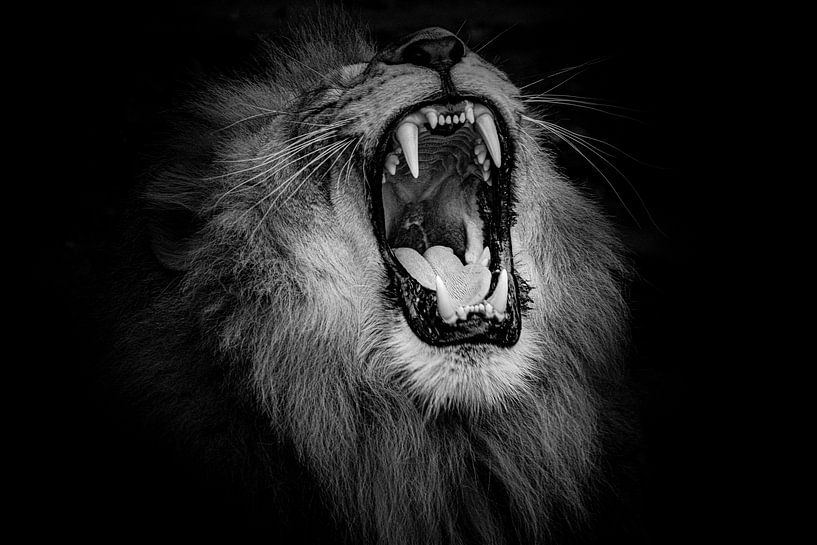 Lion sur noir par Janine Bekker Photography