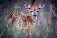Nyala young