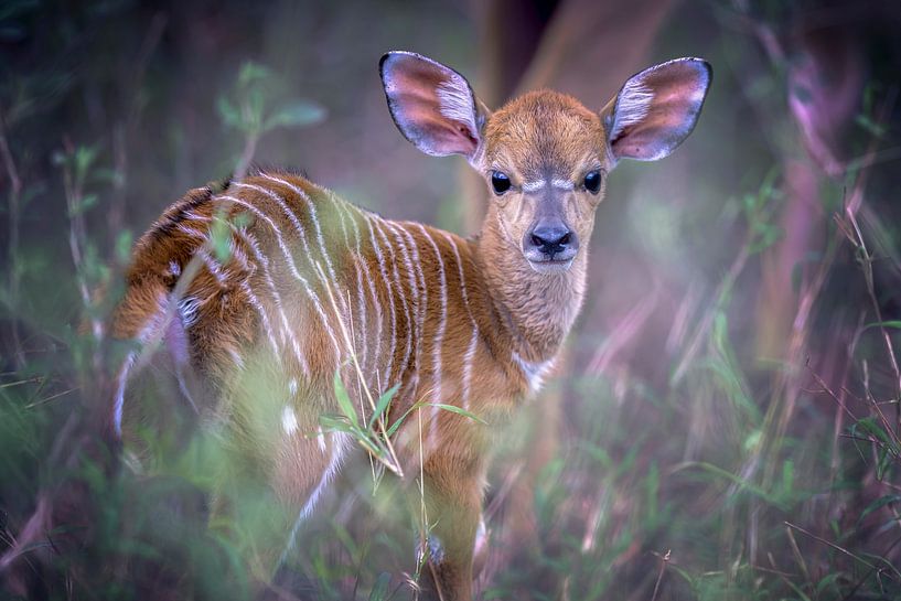 Nyala young by Larissa Rand