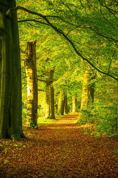 Herbstlicher Sonnenuntergang im Wald auf der Veluwe von Sjoerd van der Wal Fotografie