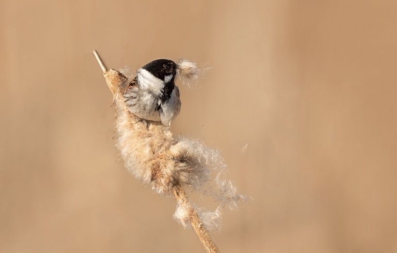 Rohrammer-Männchen beschäftigt im Flaum von KB Design & Photography (Karen Brouwer)