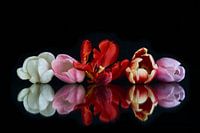 Tulpenstrauß mit Reflexion 2