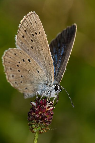 Pimpernelblauwtje op grote pimpernel. van Jaco Visser