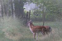 Fallow deer cross the path