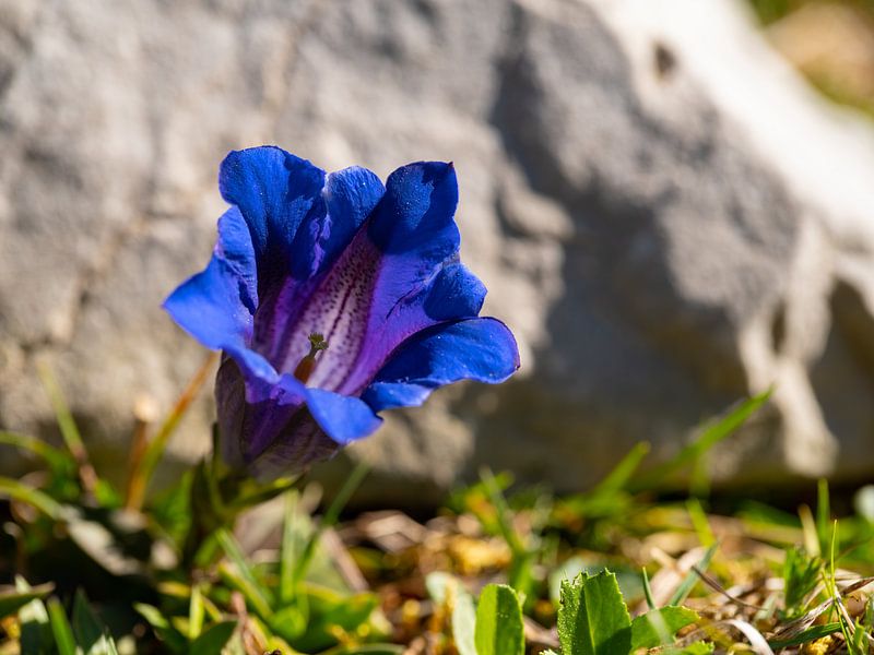 Gentian by Andreas Müller