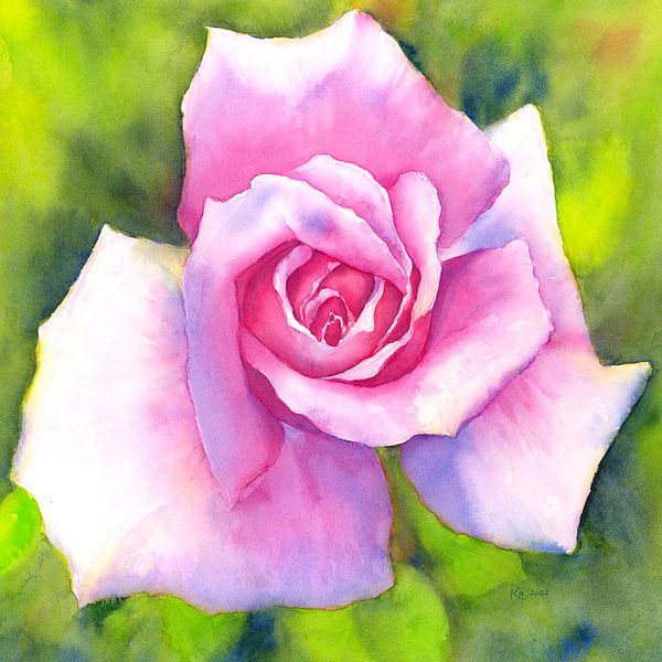 New Years Rose Watercolour Painting Square by Karen Kaspar