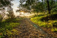 Der Morgenspaziergang,