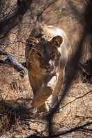 Male lion in Kruger Park