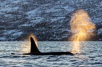 L'orque sous les feux de la rampe.