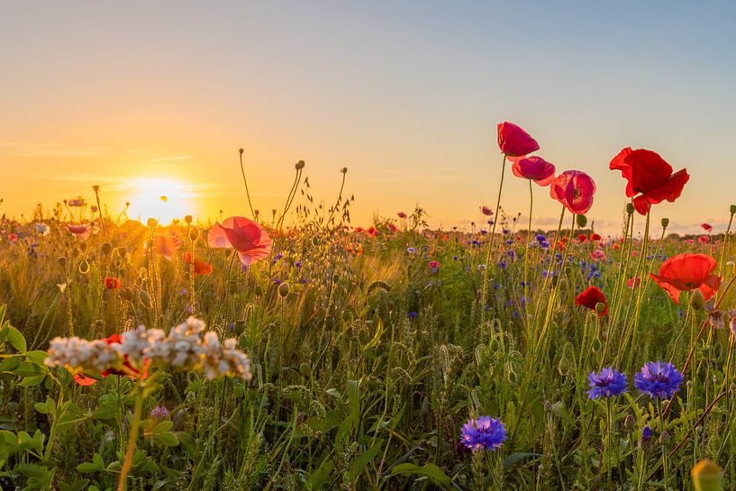 Fleurs sauvages par Johan Mooibroek