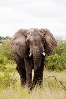 De stille reus - Mannetjes olifant 