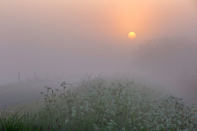 Kuh-Petersilie von Peter Kuipers